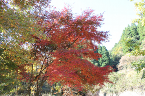 英彦山　紅葉