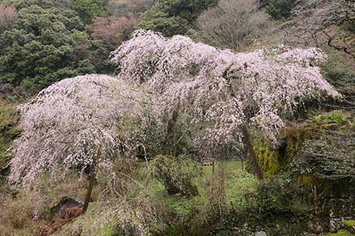 英彦山の花ごよみ